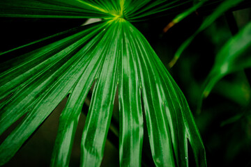 Fototapeta na wymiar Detail of green palm leaf