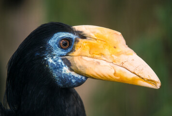 Calao à casque jaune,.Ceratogymna elata, Yellow casqued Hornbill
