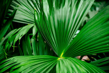 Obraz na płótnie Canvas Detail of green palm leaf