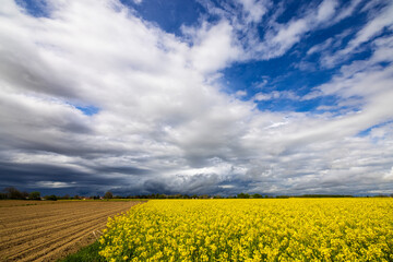 Obraz premium Rapeseed, rape field with the clouds on the sky
