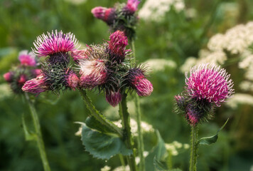 Chardon bardane, Carduus personata