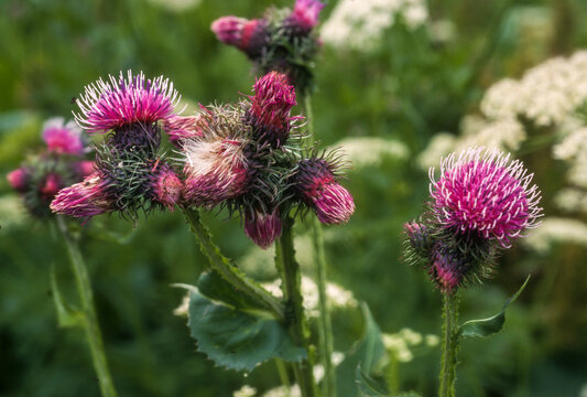 Chardon bardane, Carduus personata