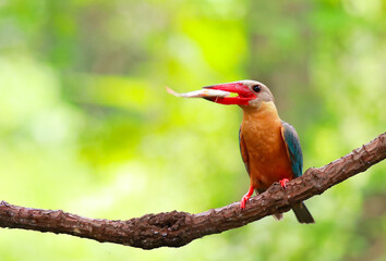 Kingfisher on a branch in the forest of Thailand