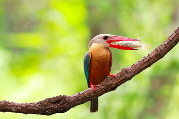 Kingfisher on a branch in the forest of Thailand