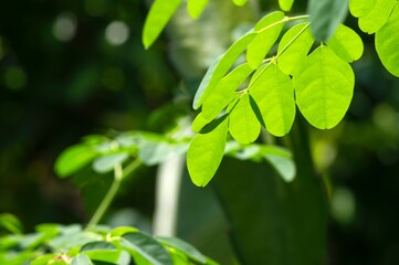 Kelor or Drumstick tree (Moringa oleifera) green leaves with common names horseradish tree, and ben...
