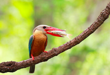 Kingfisher on a branch in the forest of Thailand