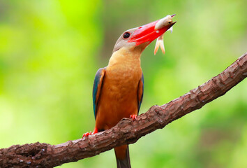 Kingfisher on a branch in the forest of Thailand