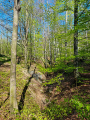 Widok na park miejski. Ustroń, Polska