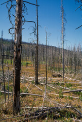 incendie, Parc national du Yellowstone, Etats Unis, USA