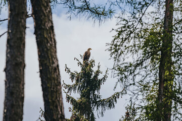 Eagle Haliaeetus albicilla in wild nature habitat