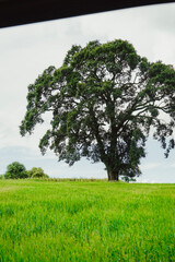 tree on a meadow