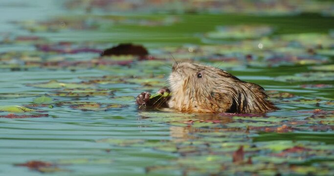 Muskrat is eating the aquatic vegetation on a lake, Crna Mlaka, Croatia