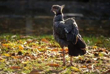Kamichi à collier,.Chauna torquata, Southern Screamer