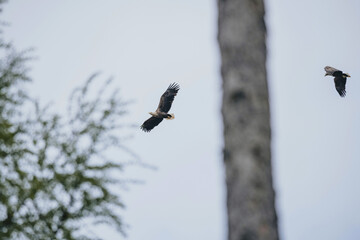 Eagle Haliaeetus albicilla in wild nature habitat
