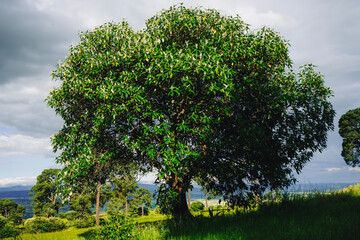 tree in the field