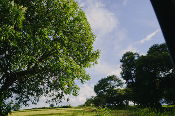 trees in the park