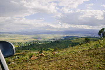 vineyard in the morning