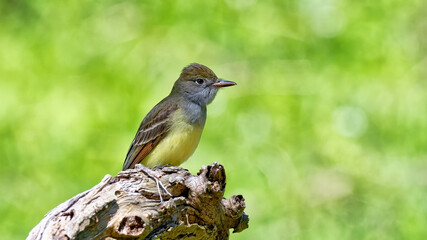 Great Crested Flycatcher 