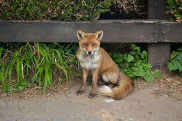 Renard roux, ville, Vulpes vulpes