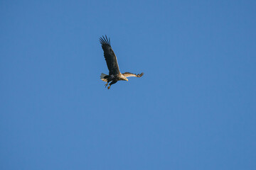 Eagle Haliaeetus albicilla in wild nature habitat