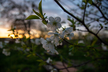 close up blossom cherry tree on the sunset