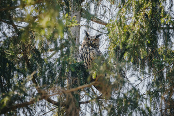 Eurasian eagle-owl while nesting