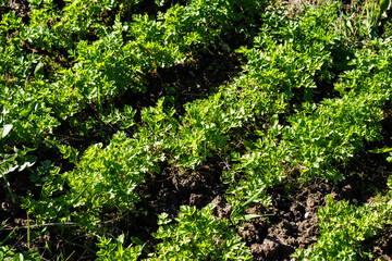 Fototapeta premium Young sprouts of parsley on a plot outside. Growing healthy greens.