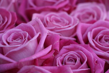 pink roses background