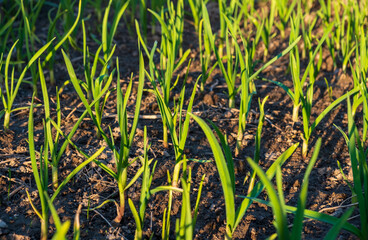 Plot of land with young garlic in its own garden. Sunset. Farming, gardening concep