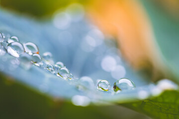 Environment, freshness and nature concept: Macro of big waterdrops on green leaf after rain....