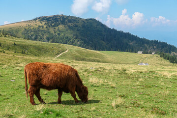 Fototapeta premium A brown cow grazing on the pasture in Austrian Alps. There are high Alpine peaks in the back, overgrown with trees. Natural habitat of domestic animals. White clouds on the sky. Serenity and calmness