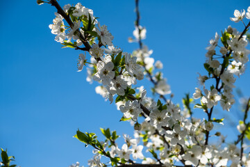 Branch with cherry flowers against a blue sky.