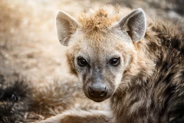Papier Peint photo Lavable Hyène Portrait de hyène
