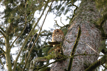 Strix aluco owl in its habitat in forest