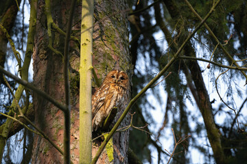 Strix aluco owl in its habitat in forest