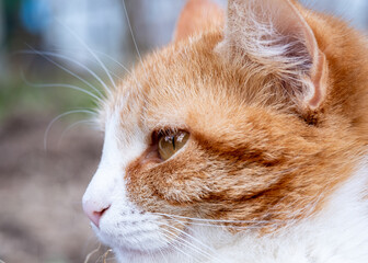 Head of a ginger cat with white spots close-up on the street. Looks to the left. Smiles.
