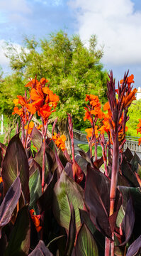 Beautiful canna lily in Biarritz France