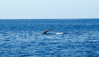 Obraz premium Wale Tail