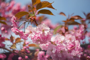 Sakura close-up on a branch on a blurry background. Beautiful spring pink background of flowers.