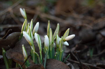 Close-up of snowdrops on the left among brown leaves