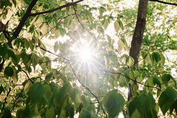 Obraz premium Close-up on fresh green leaves mid-May 2021 in Pennsylvania woods while hiking on a trail near Sewickley, a village in Pittsburgh’s suburbs on a spring morning.