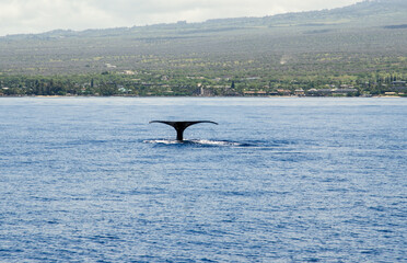 Fototapeta premium Whale Tale