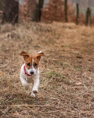 jack russell terrier puppy