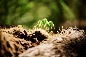 Close-up on fresh green leaves mid-May 2021 in Pennsylvania woods while hiking on a trail near Sewickley, a village in Pittsburgh’s suburbs on a spring morning.