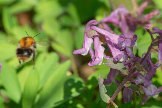 Close-up photo of a pink-purple flower with a bee flying up to the flower