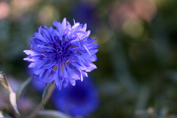 Obraz premium close up of a blue flower
