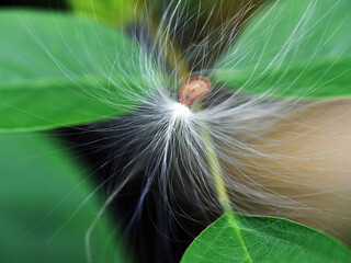 Anemophily - seed dispersal by wind. A seed of Calotropis sitting on a leaf with the help of its hairs. 