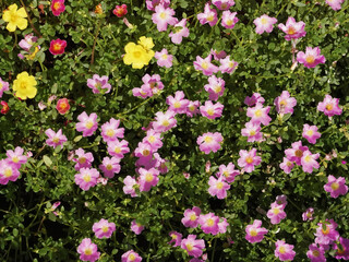 Top view of colorful Portulaca flowers in a garden bed.    