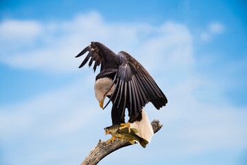 Bald Eagle (Haliaeetus leucocephalus) With Fresh Catch