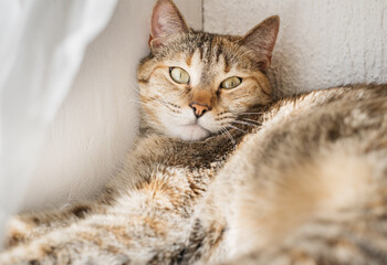 The domestic cat is resting. Serious cat looking at the camera.